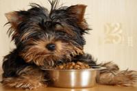 Корма для собак - это полноценное питание животных, не требующее приготовления.